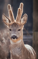 Fototapeta premium deer closeup
