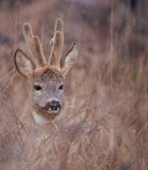 deer in the forest
