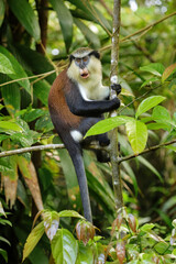 Mona monkey sitting on a tree, Grand Etang National Park, Grenada