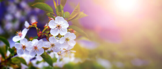 Cherry blossoms. White cherry flowers with dew drops on blurred background