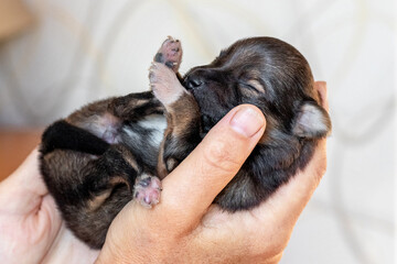 Woman holding a small newborn puppy. Caring for animals