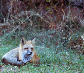 red fox vulpes