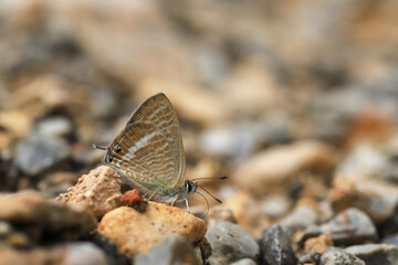 Lampides (Lampides boeticus) taking minerals on the ground