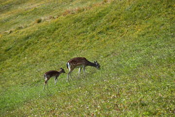 Naklejka na ściany i meble Deers and fawn in the dolomites, Italy