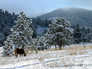 horse in the snow