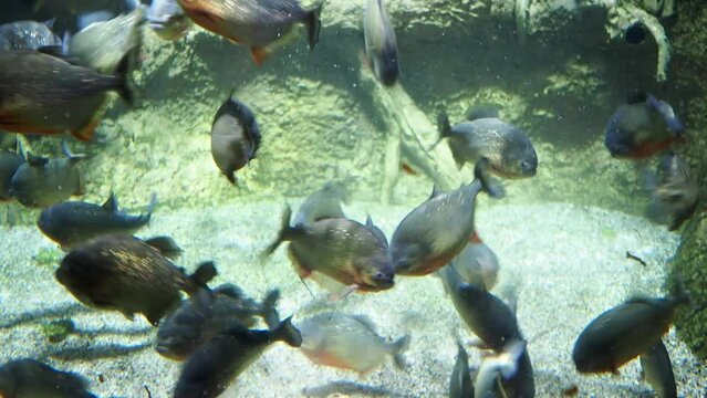 Aquarium piranhas. Feeding aquarium piranhas with raw meat or fish. Stock video. High quality 4k footage