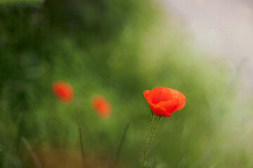 Czerwony kwiat maku na rozświetlonej promieniami łące. Naturalne tło w nieostrości zielona łąka. Bokeh. Tapeta, obraz.	
Przesłano wczoraj - obrazy, fototapety, plakaty