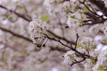 tree blossom