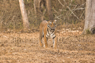 Obraz premium Female Bold and Ferocious Tiger walking towards water body at Kabini, Nagarhole National Park, Karnataka, India 