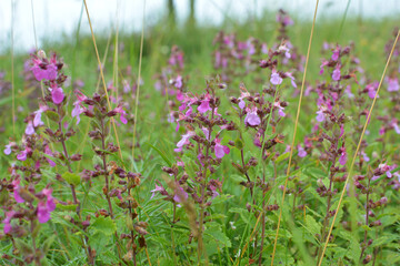 Teucrium chamaedrys grows in nature in summer