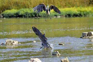 A pair of great blue herons courting.