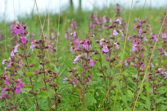 Teucrium chamaedrys grows in nature in summer