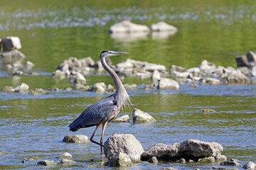 A great blue heron fishes among the rocks in the Maumee River.
