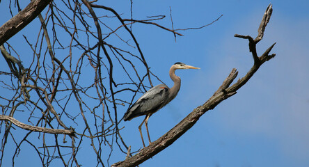 A great blue heron standing in a tree.