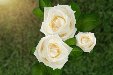 White big rose and magnificent. Mature natural white rose.