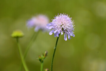 In nature, Knautia arvensis grows among grasses