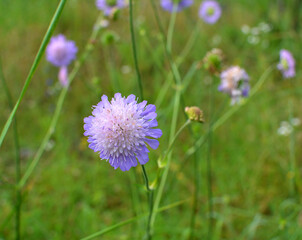 In nature, Knautia arvensis grows among grasses