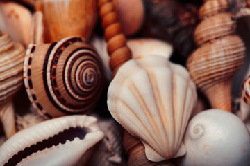 a lot of different empty sea shells, natural background, macro details