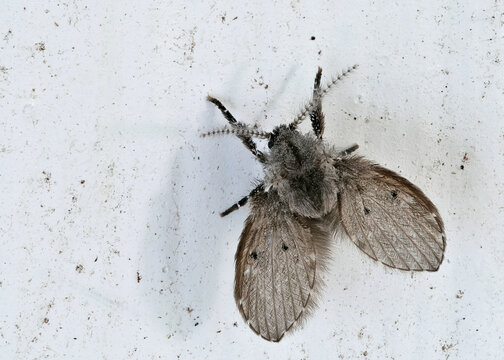 eine schmetterlingsm&uuml;cke, die auch abortfliege genannt wird, chlogmia albipunctata