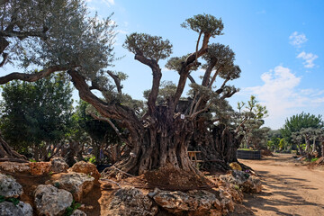 Old bizarre olive trees in moshav Zimrat