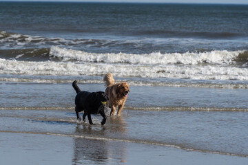 Two Dogs Running on Beach