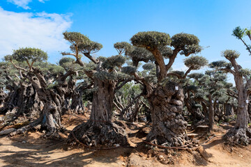 Old bizarre olive trees in moshav Zimrat