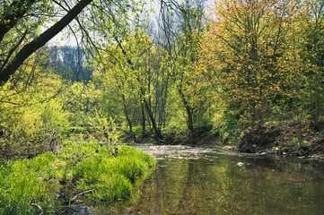 Fototapeta na wymiar Sunny spring landscape. Trees at riverbank. At the River Enz in Oberriexingen, South Germany