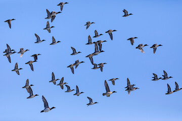 background, bird, birds, blue, duck, ducks, eurasian teal, flight, flock, fly, freedom, group, mallard, many, nature, sky, wild, wing, wings