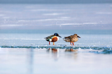 Winter nature. Frozen lake and birds. White blue nature background. Duck; Northern Shoveler. (Spatula clypeata)