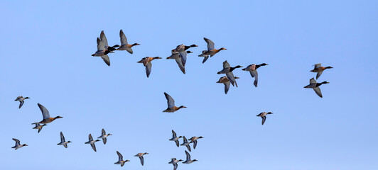 background, bird, birds, blue, duck, ducks, eurasian teal, flight, flock, fly, freedom, group,...