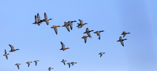 background, bird, birds, blue, duck, ducks, eurasian teal, flight, flock, fly, freedom, group, mallard, many, nature, sky, wild, wing, wings