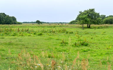 Fototapeta na wymiar Landscape of Biebrza National Park, wetland, meadows, summer, clowdy sky. Podlaskie Voivodeship, Poland.