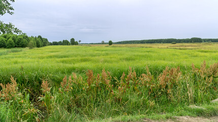 Landscape of Biebrza National Park, wetland, meadows, summer, clowdy sky. Podlaskie Voivodeship, Poland.