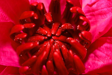 Top view of of waterlily or lotus flower with red pollens in middle of pink petals, beautiful blooming indaytime. Flower nature background.