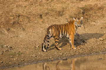 Fototapeta na wymiar Female Bold and Ferocious Tiger drinking water at water body at Kabini, Nagarhole National Park, Karnataka, India 