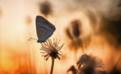A butterfly perching on the wilted flower