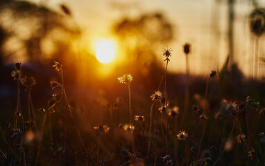 The wilted weed in the sunset