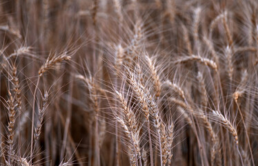 Close-up view of the ears of wheat 