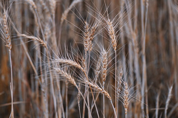 Close-up view of the ears of wheat 