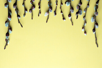 Spring Easter top view background with willow twigs with buds on a yellow paper. Happy Easter,...