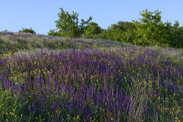 Rural landscape with wildflowers and weed grass in foreground, Ukraine.