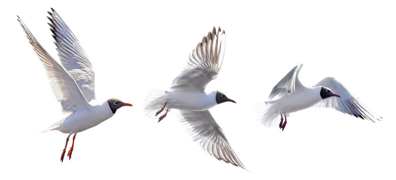 three black-head isolated white gull photo