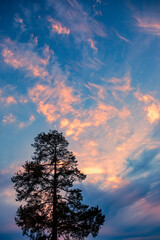 Fototapeta premium Monterey Pine Silhouette, Sunset