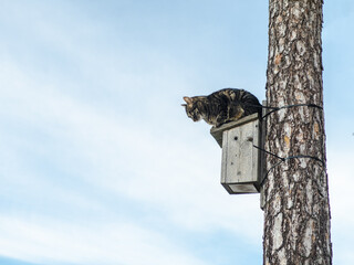 Cat waiting on top of birdhouse. Kitten watching, waiting and hunting for birds. Outdoor country...