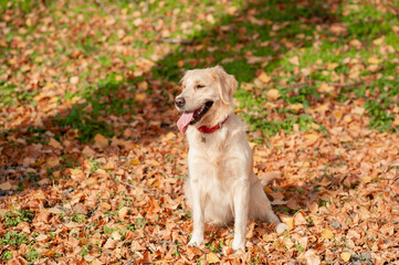 Closeup portrait of white retriever dog outdoors