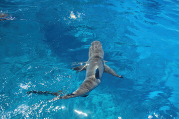 Obraz premium Grey shark swimming in clear water near Gece Island, Ouvea lagoon, Loyalty Islands, New Caledonia.