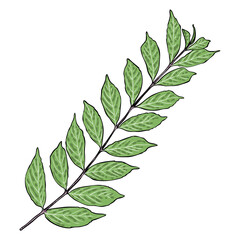 Purple Beautyberry, with leaves and flowers twig. Isolated on white background. Hand drawing green plant branch with leaves. Vector.