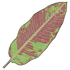 Jungle exotic tropical leaves, green and red natural palm leaf on white background. Vector.