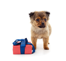 One little dog with a gift.