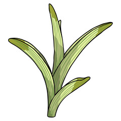 Spring flower bulb leaves and young shoots. Spring plant twigs such as daffodils, tulips and crocuses and Lily. Spring grass and mayweed. Vector.